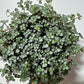 Pilea Glaucophylla Greyzy - www.augi-plants.lv