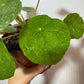 Pilea Sugar - www.augi - plants.lv