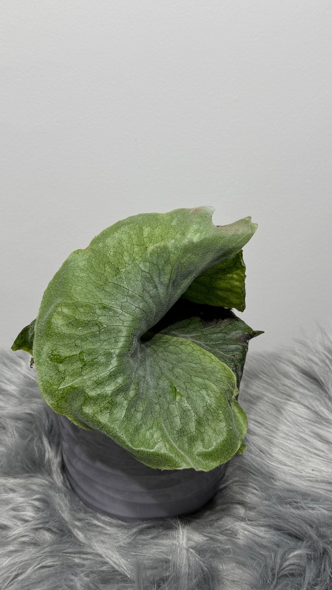 Platycerium Superbum - www.augi - plants.lv
