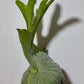 Platycerium Superbum - www.augi - plants.lv