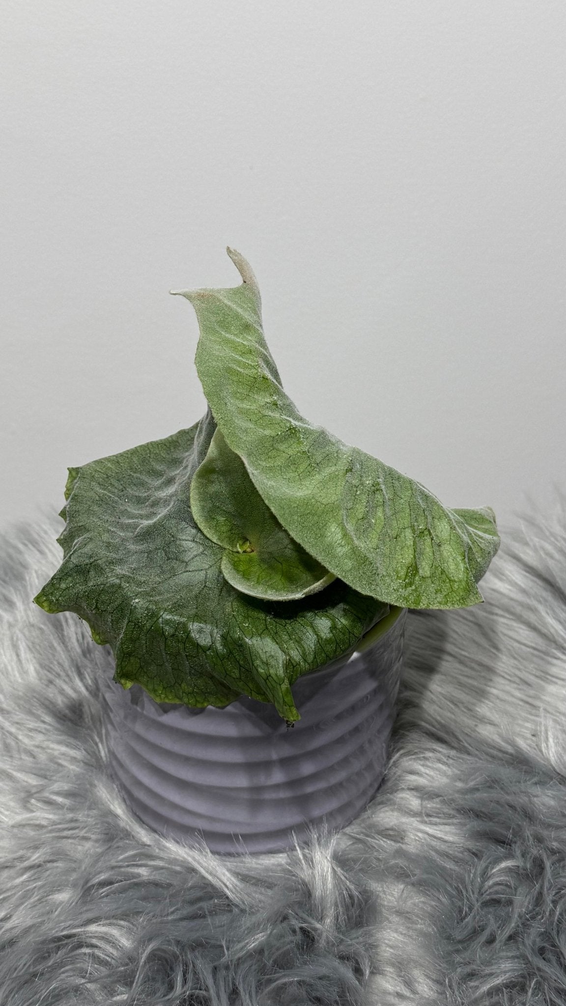 Platycerium Superbum - www.augi - plants.lv