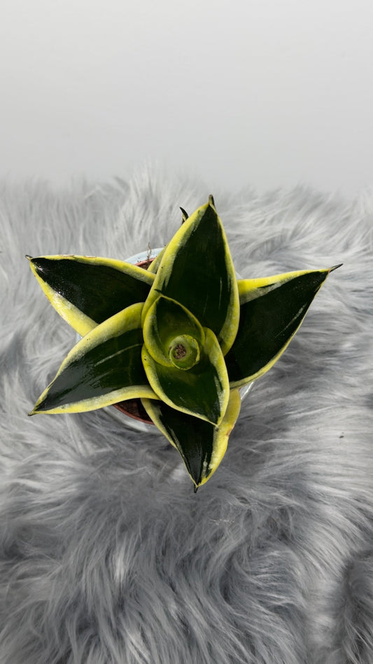 Sansevieria Black Star - www.augi - plants.lv