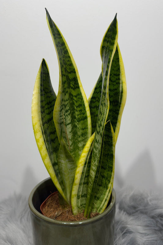 Sansevieria Futura Superba - www.augi - plants.lv