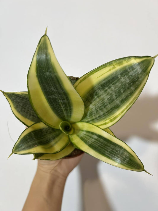 Sansevieria Golden Hahnii - www.augi - plants.lv