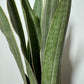 Sansevieria Metallica - www.augi-plants.lv