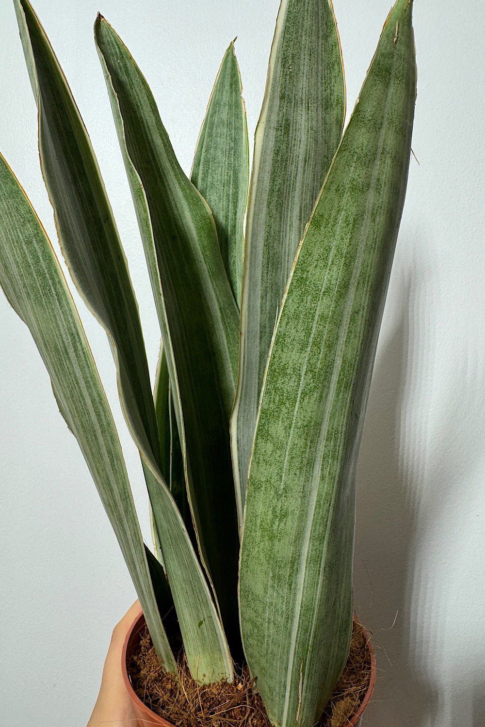 Sansevieria Metallica - www.augi-plants.lv