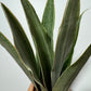 Sansevieria Metallica - www.augi-plants.lv