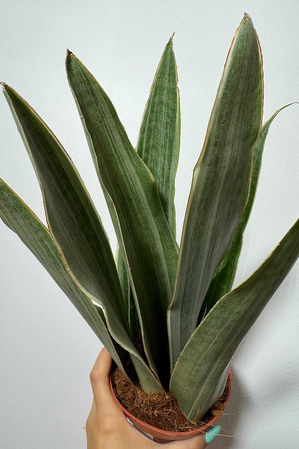 Sansevieria Metallica - www.augi-plants.lv