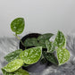 Scindapsus Pictus Silver Ann - www.augi-plants.lv