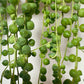 Senecio Rowleyanus - www.augi-plants.lv