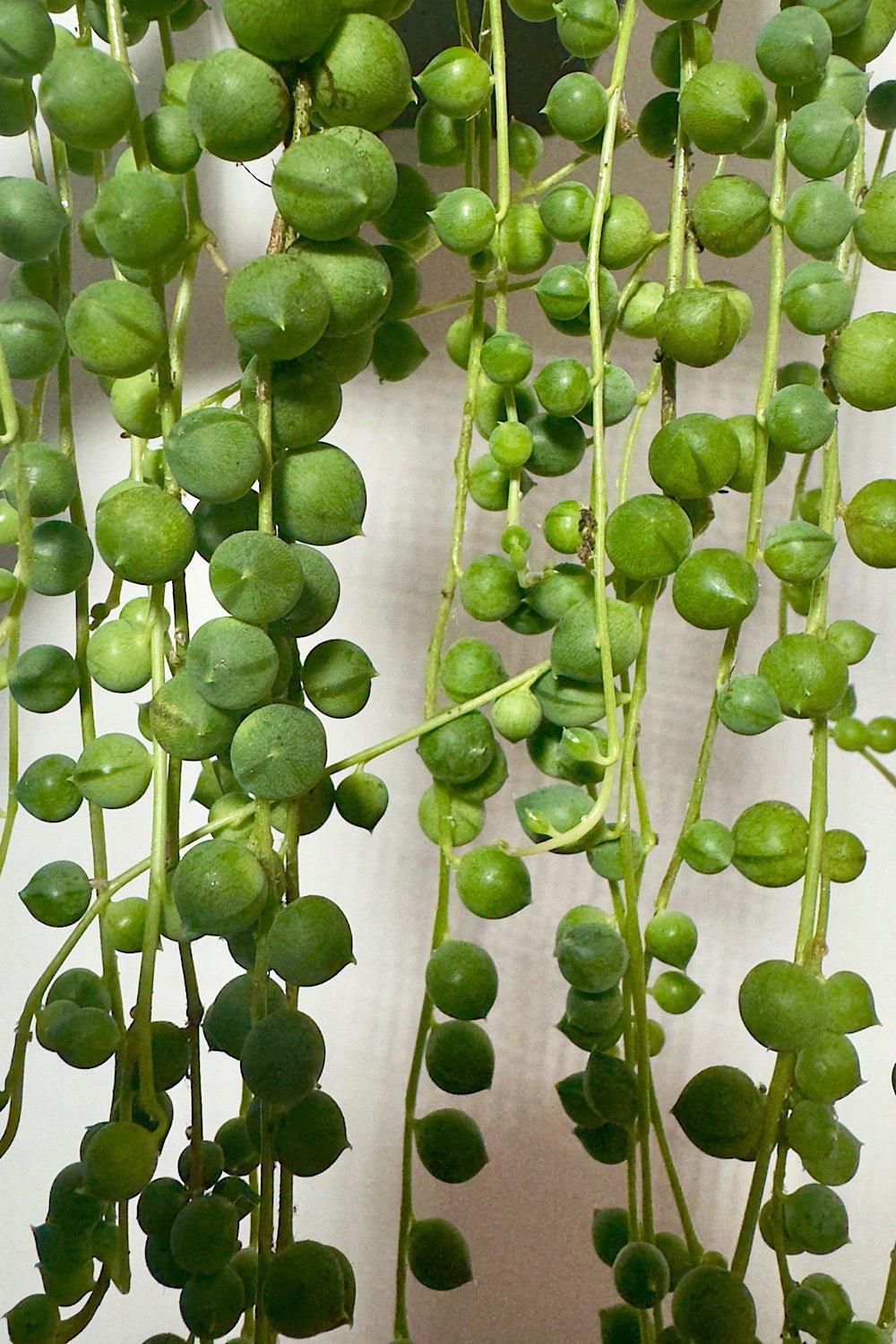 Senecio Rowleyanus - www.augi-plants.lv