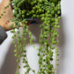 Senecio Rowleyanus - www.augi-plants.lv
