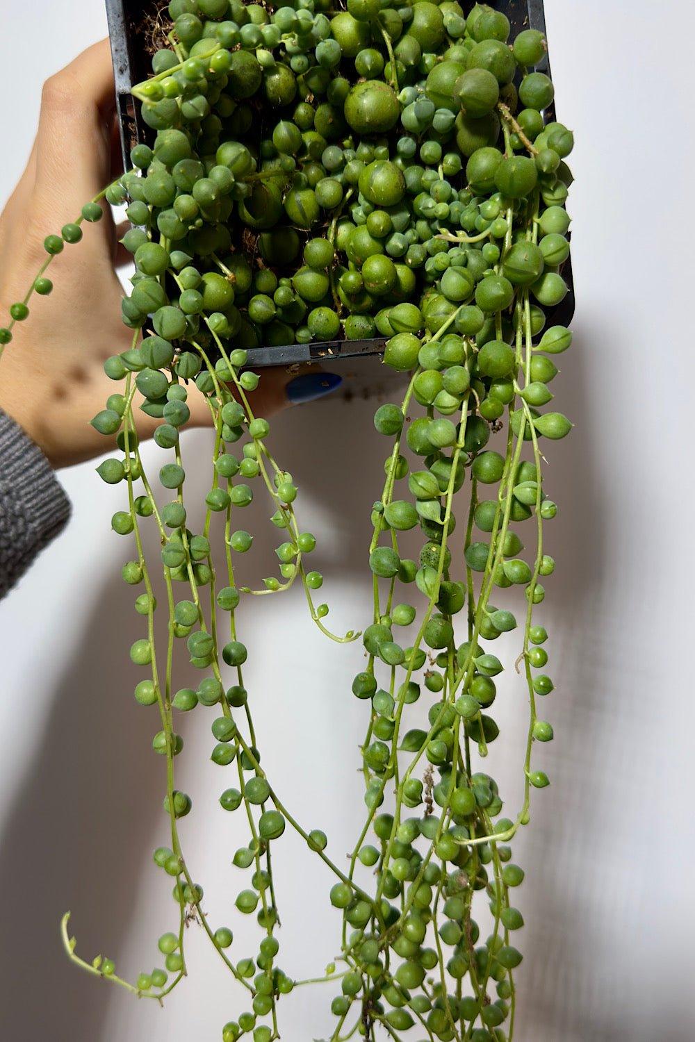 Senecio Rowleyanus - www.augi-plants.lv