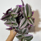 Tradescantia Nanouk - www.augi - plants.lv