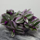 Tradescantia Nanouk - www.augi - plants.lv