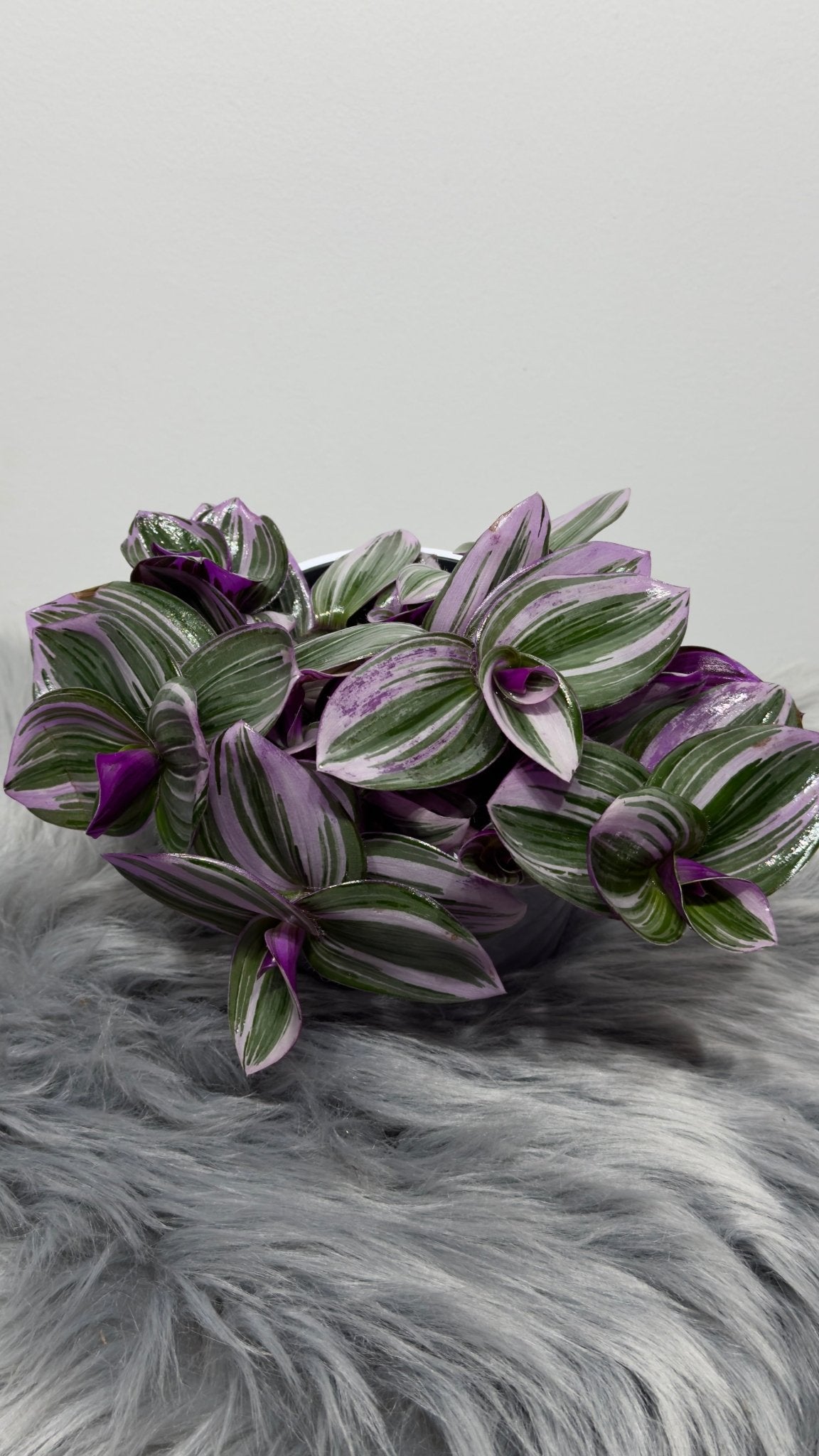 Tradescantia Nanouk - www.augi - plants.lv