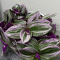 Tradescantia Nanouk - www.augi - plants.lv