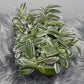 Tradescantia Tenderness - www.augi-plants.lv