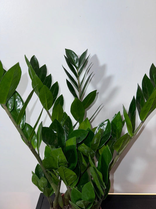 Zamioculcas zamiifolia - www.augi - plants.lv