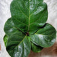 Ficus Lyrata Bambino - www.augi-plants.lv