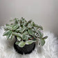 Tradescantia Tenderness - www.augi-plants.lv