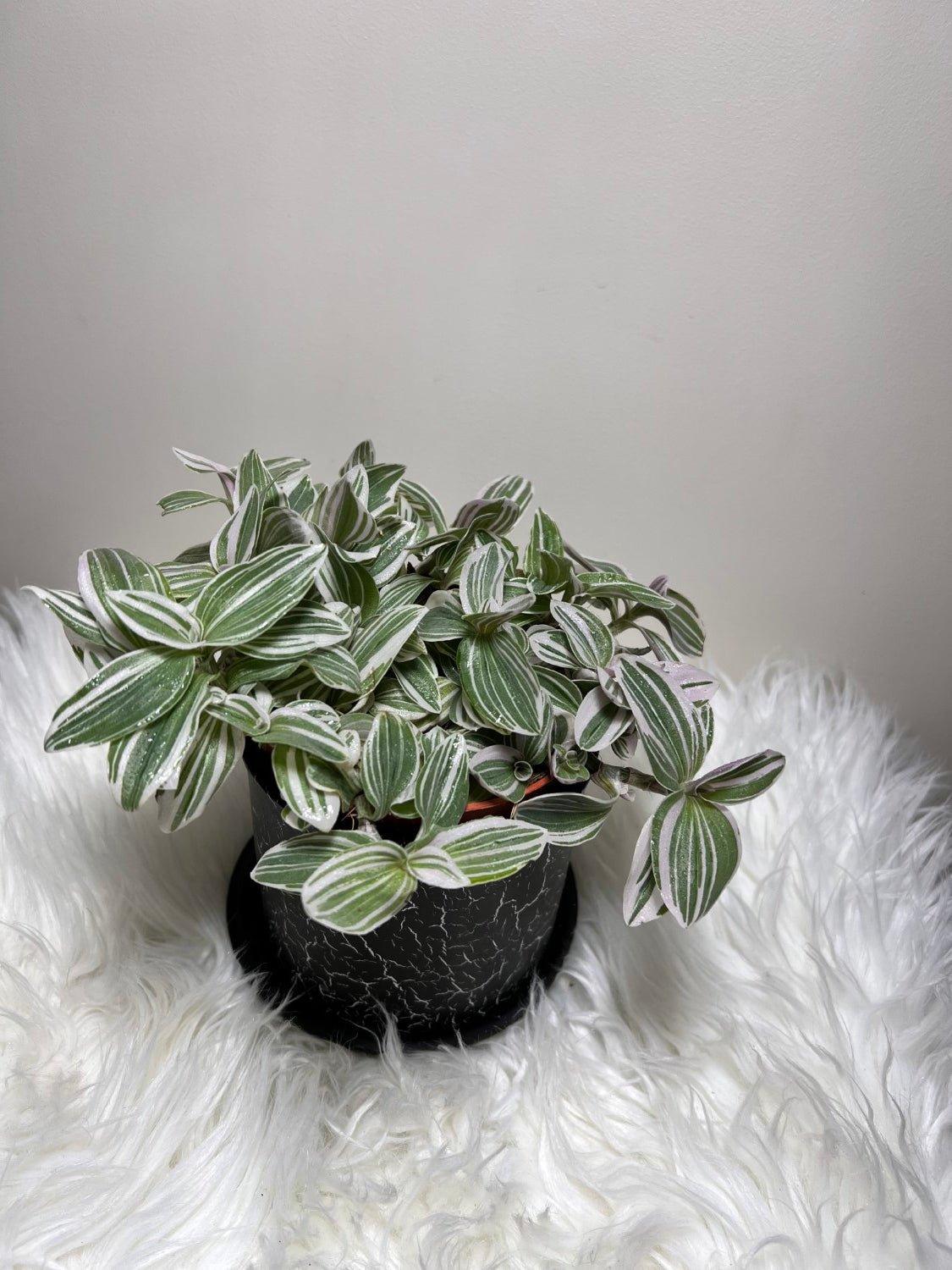 Tradescantia Tenderness - www.augi-plants.lv